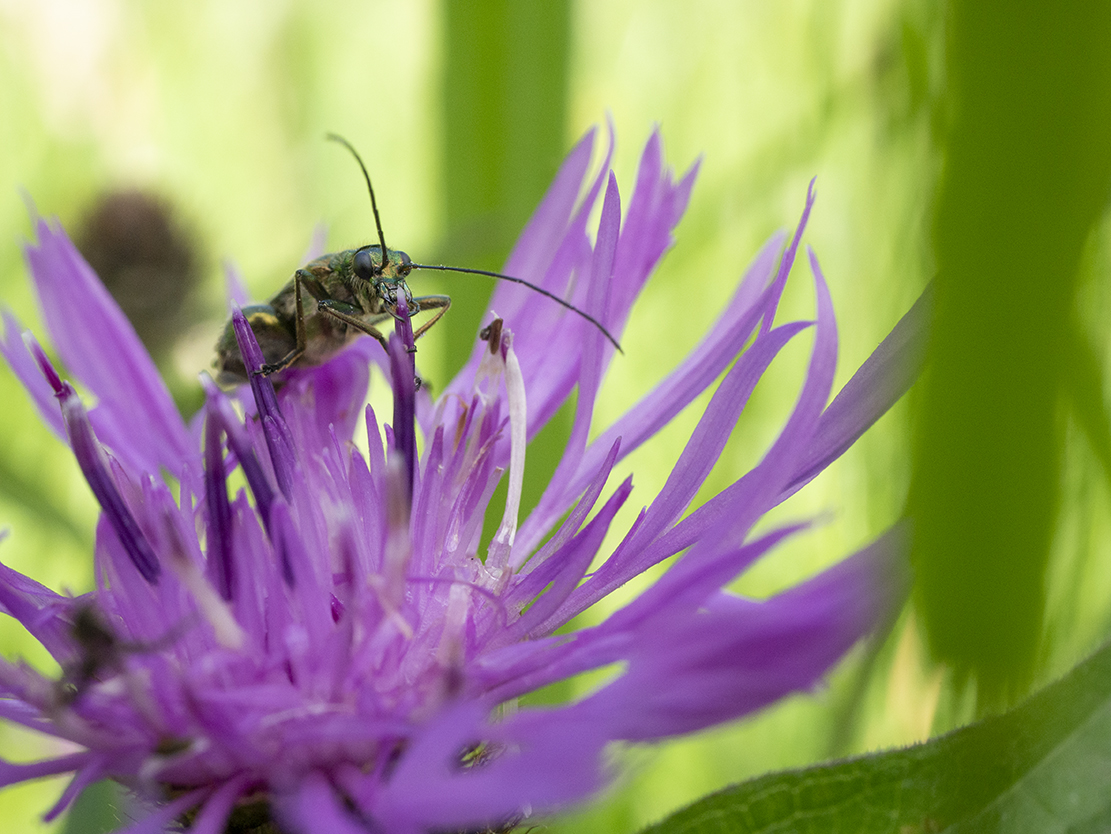 IMAGES\Tiroler knoopkruid (centaurea nigrescens)\P1280111_sm.jpg